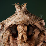 Extreme close-ups of insects